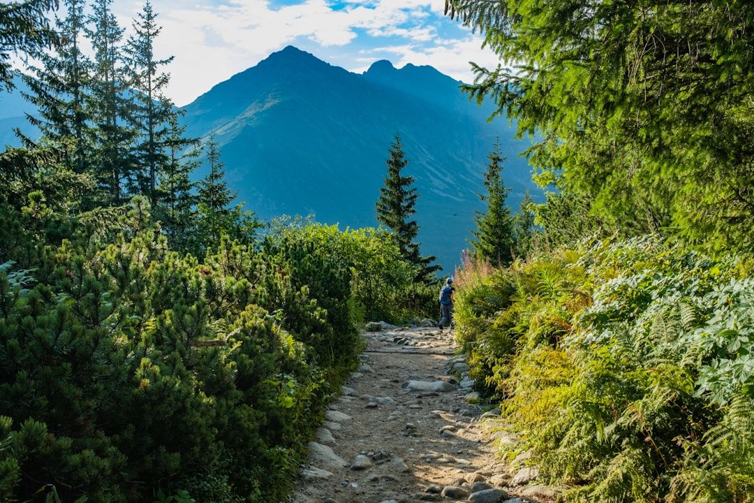 Mountain trail with greenery
